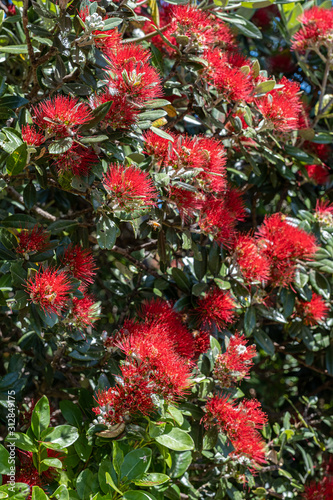pohutakawa flowers and bee