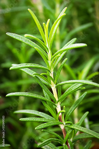 Macro view of a branch of fresh rosemary