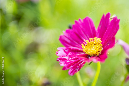 Beautiful pink wild cosmos flowers in garden close up on natural blurred background and copy space.