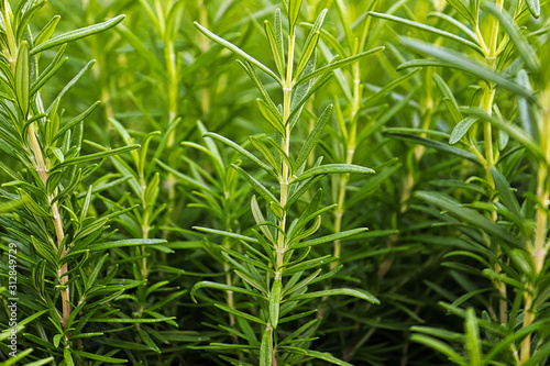 Background of green fresh rosemary herb bunches