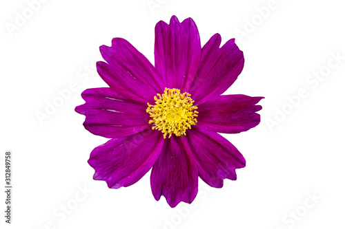 Beautiful pink wild cosmos flowers in garden close up on natural blurred background and copy space. Isolated on white background.
