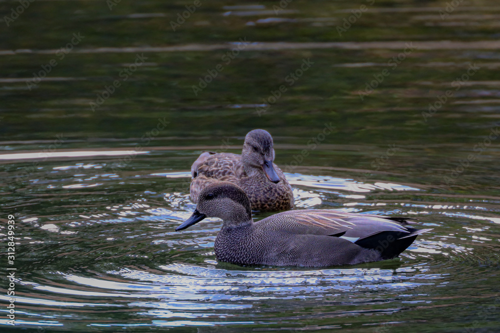 Naklejka premium Duck in Water