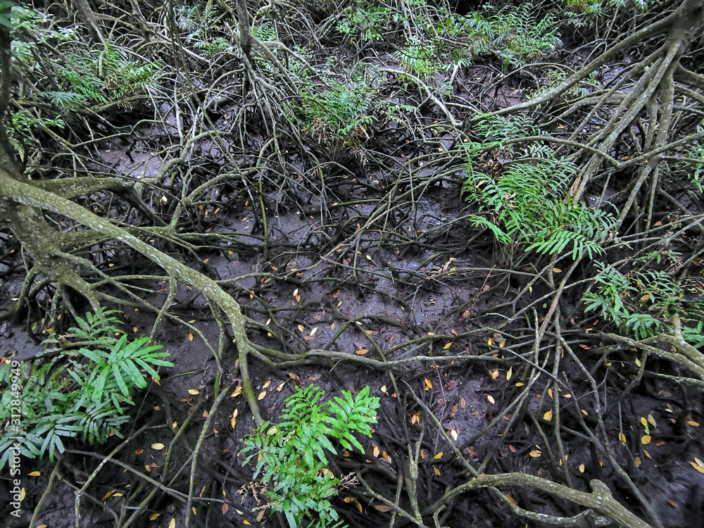 Close up image on mangrove forest soil during low tide. Close up image on mangrove forest soil during low tide.