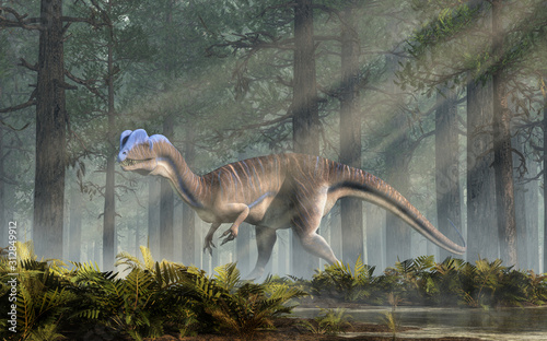 Dilophosaurus was a theropod dinosaur of the early Jurassic period in North America. A predator  it s named for the two crests on its head. Depicted in a forest.  3D Rendering 