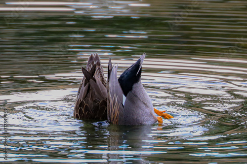 Duck in Water © Scott Bursik