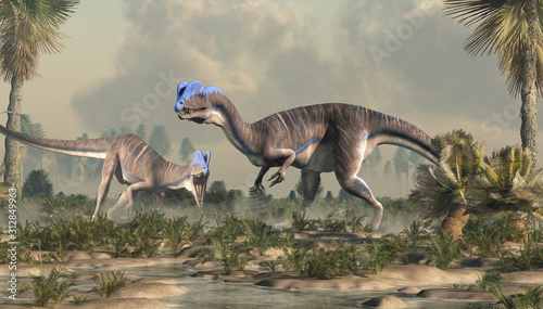 Dilophosaurus was a theropod dinosaur of the early Jurassic period in North America. A predator, it's named for the two crests on its head. Here two of them hunt in a wetland. 3D Rendering 