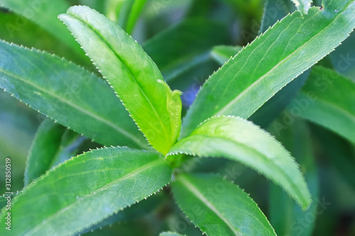 Macro views of the the center of tarragon leaves growing photo