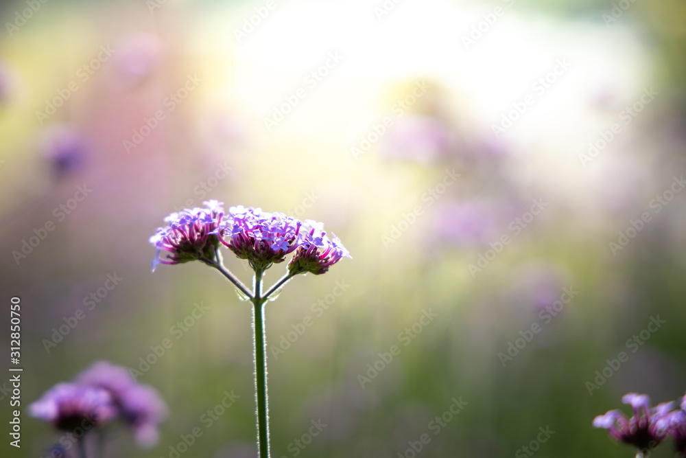 The background image of the colorful flowers The background image of the colorful flowers