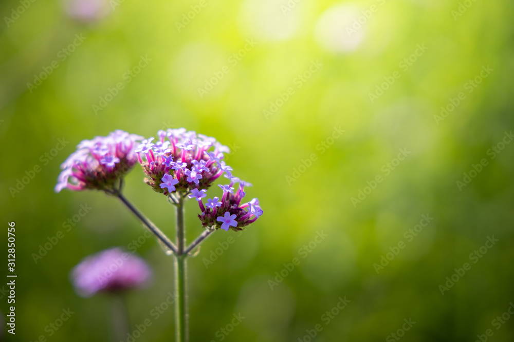 Fototapeta premium The background image of the colorful flowers