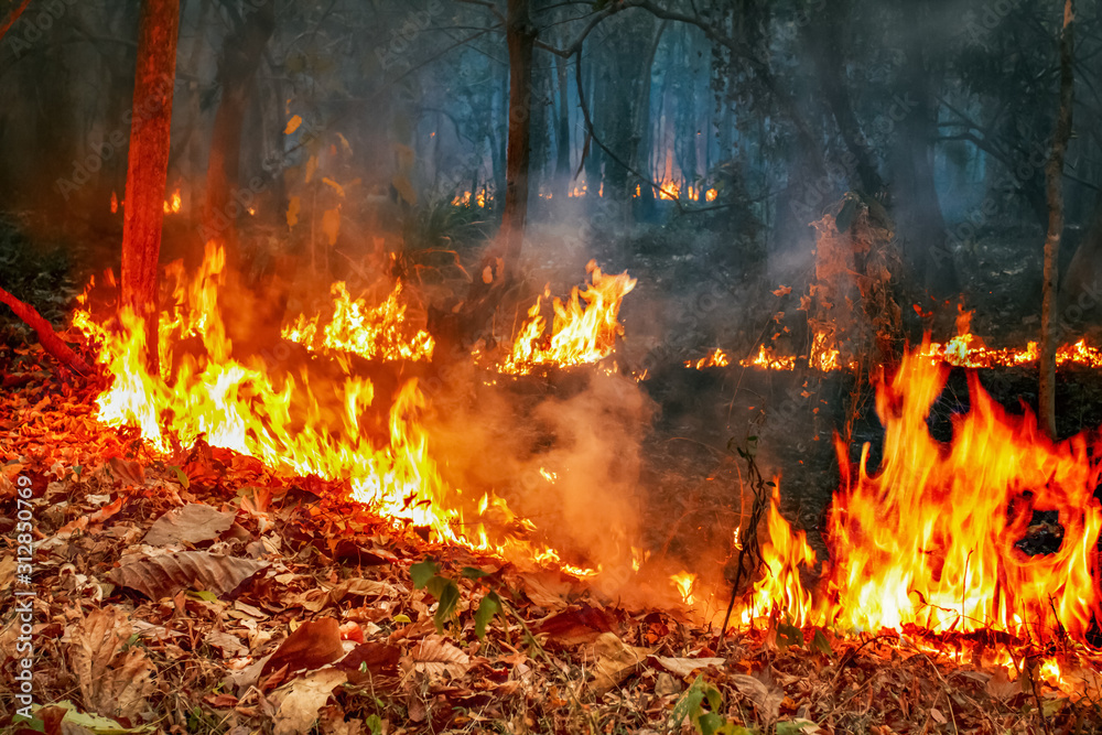 Amazon rain forest fire disaster is burning at a rate scientists have never seen before.