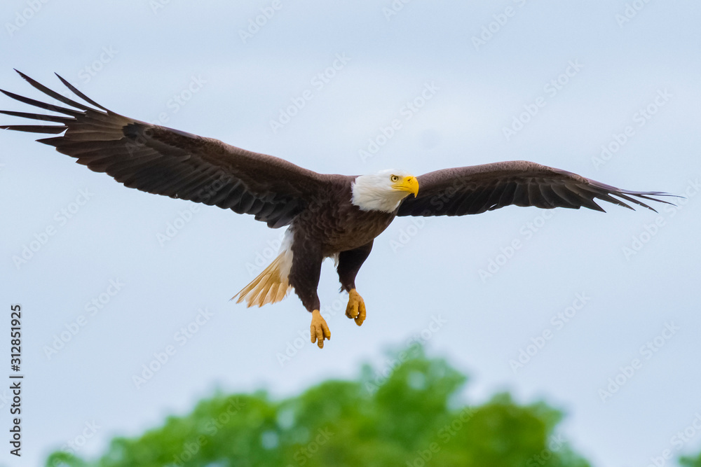 Obraz premium Bald Eagle fishing on James River