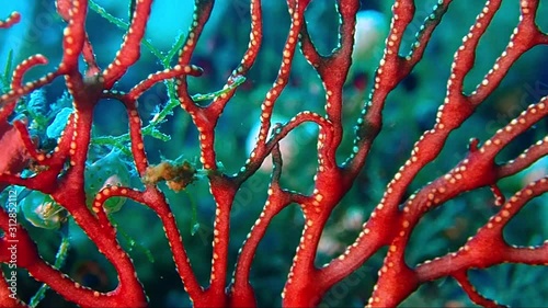 a tiny seahorse the size of a fingernail is sitting in a sea fan jumping from one branch to another. photo