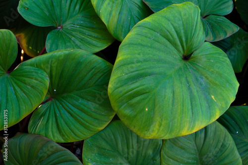 The background image of the leaves shaped like a heart is green and refreshing.