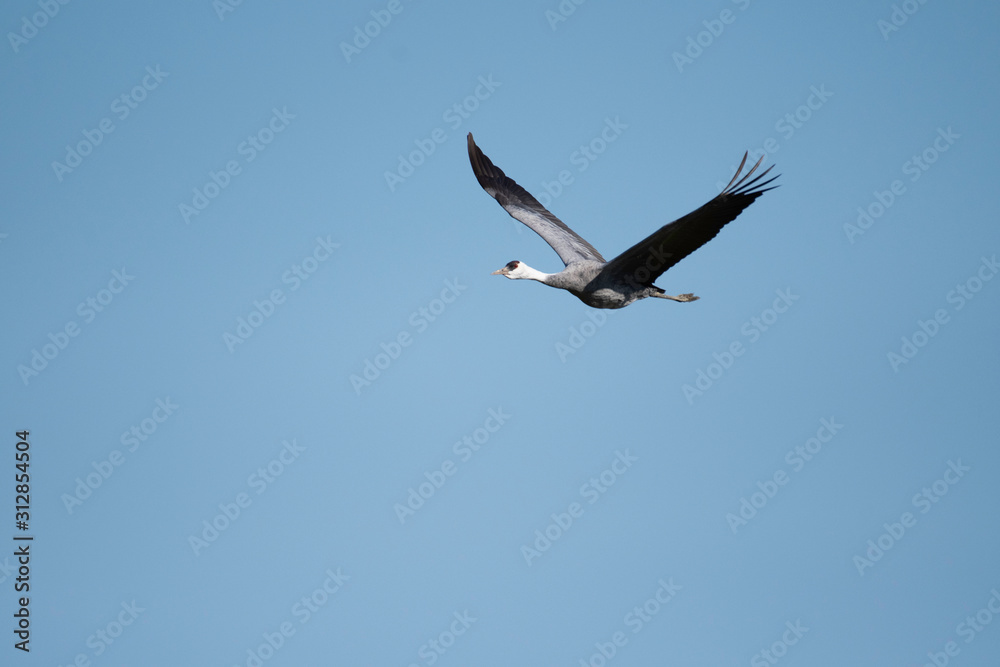 Hooded crane flying in Izumi city, Kagoshima prefecture, Japan