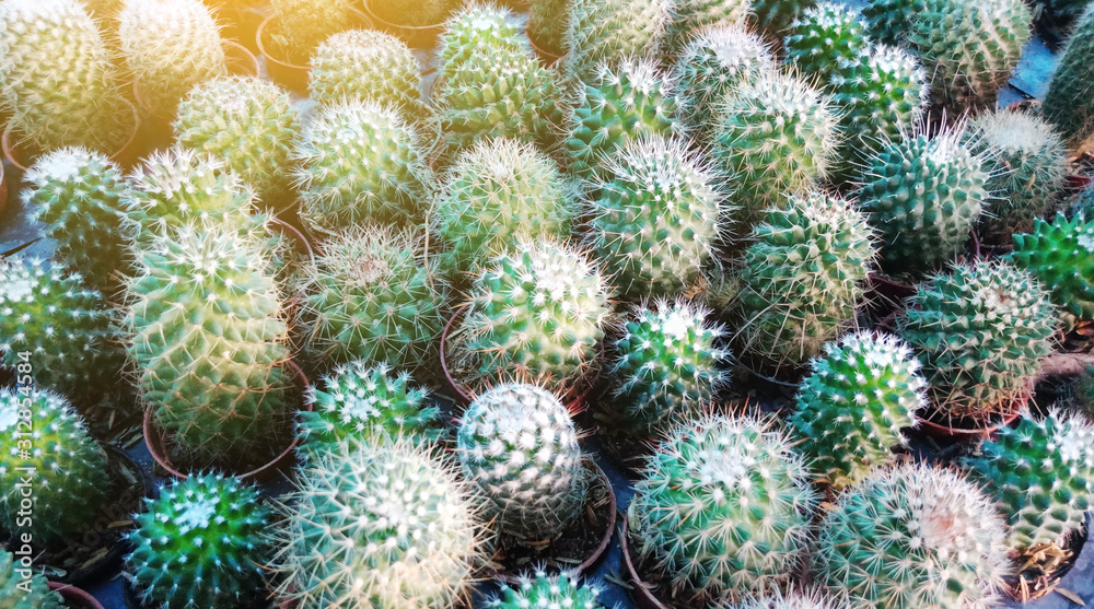 Cactus in a pots. Cactus growing in garden Cactus in a pots. Cactus growing in garden