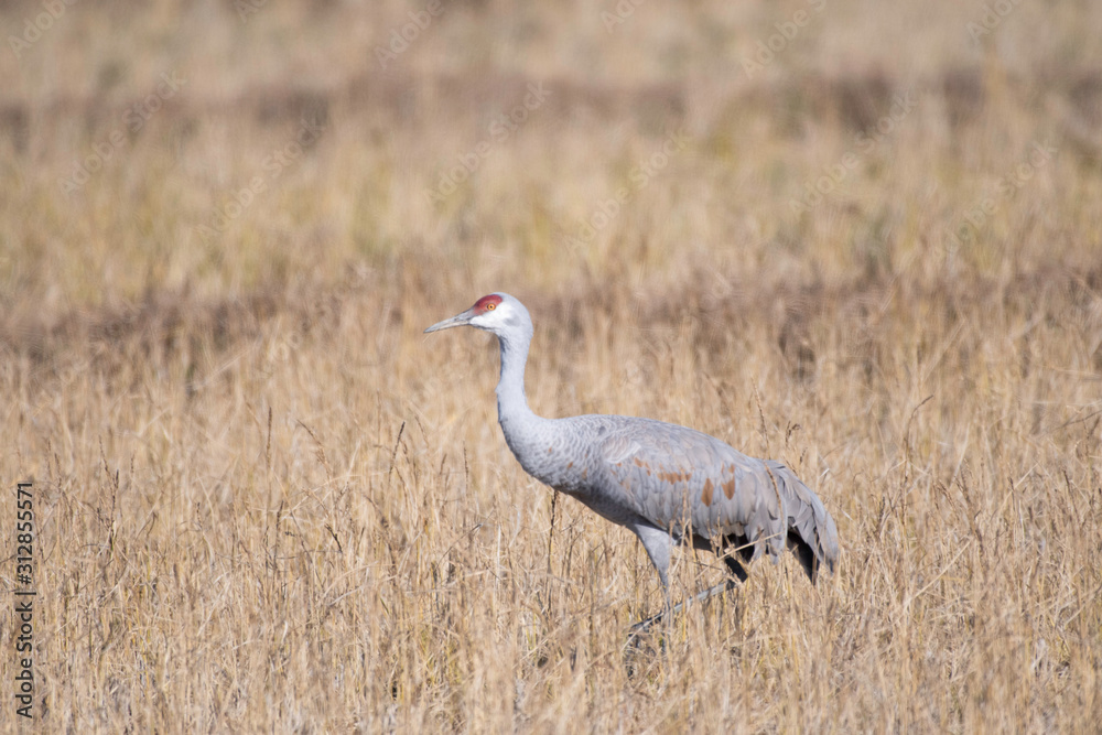 Sandhill crane in Izumi city, Kagoshima prefecture, Japan Sandhill crane in Izumi city, Kagoshima prefecture, Japan