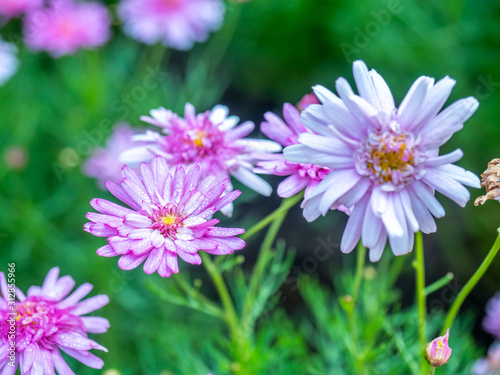 Pink flowers in outdoor garden