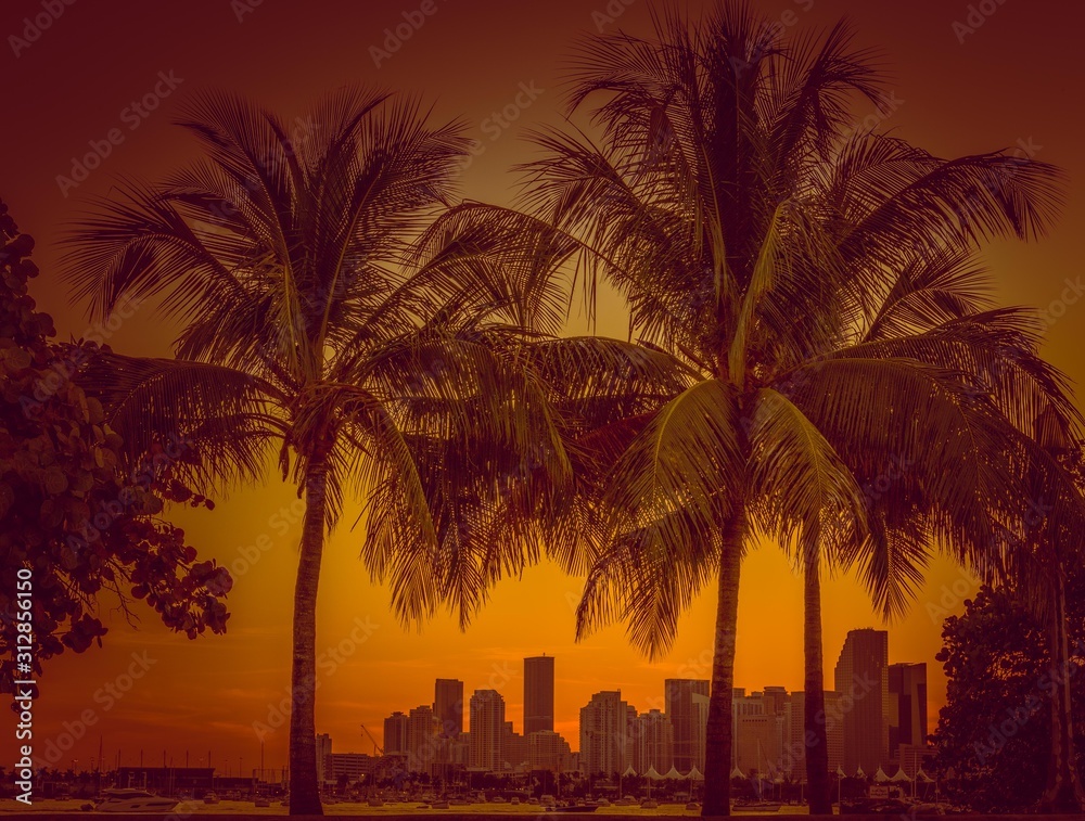Obraz premium tropical silhouette yellow sky sun sunset tree palm beach dusk island nature summer miami florida coast beautiful