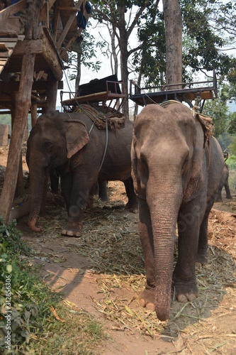elephant, Thailand