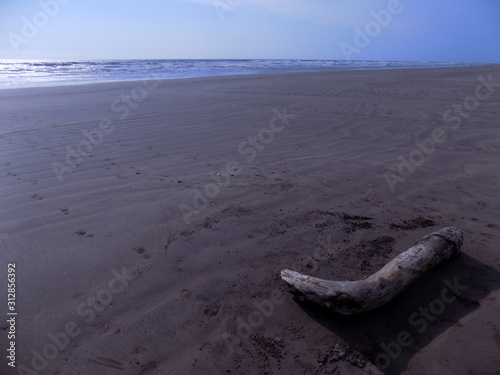 Ecosistema playero