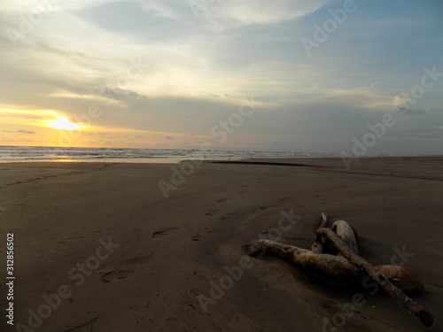 Ecosistema playero