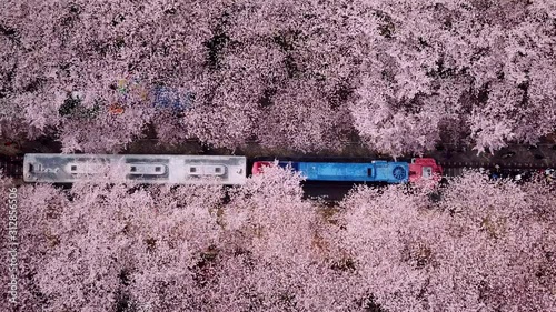 Top view Video at jinhae cherry blossom,Busan City,South Korea photo