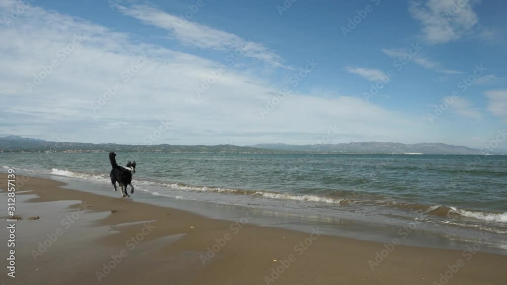 Border collie playing with water on the beach. Dog running and plying near the sea on the sand with a cloudy sky in the summer. Border collie playing with water on the beach. Dog running and plying near the sea on the sand with a cloudy sky in the summer.