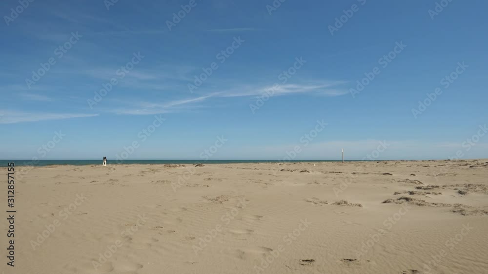 Border collie playing near the water on the beach from distance. Dog running and plying near the sea on the sand with blue sky in the summer. Border collie playing near the water on the beach from distance. Dog running and plying near the sea on the sand with blue sky in the summer.