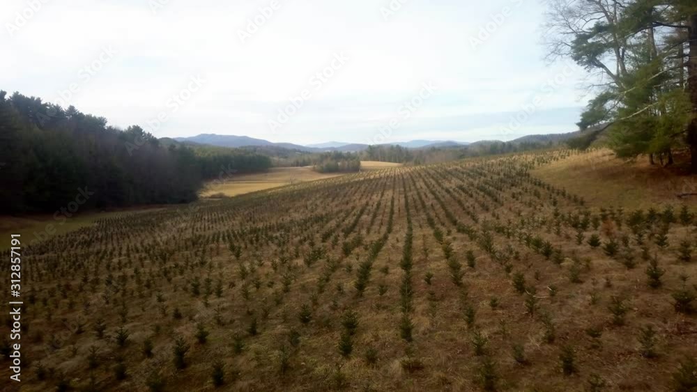 Aerial over Fraser Fir Seedlings at NC Christmas Tree Farm Aerial over Fraser Fir Seedlings at NC Christmas Tree Farm