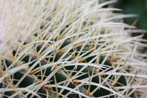 White long thorns of cactus plant