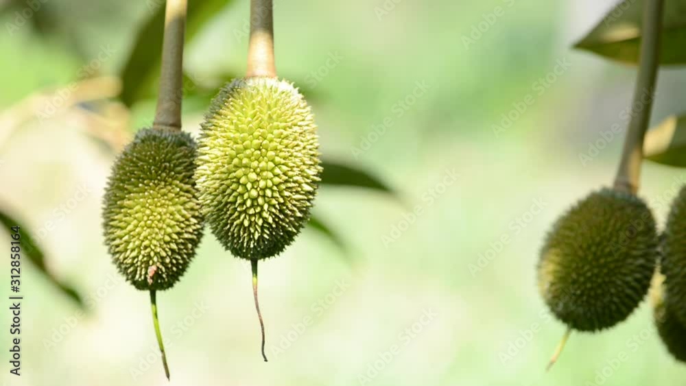 Durians are not ripe. On Durian tree Durians are not ripe. On Durian tree