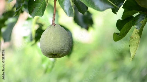 The first not ripe santol, a bunch of green fruits
