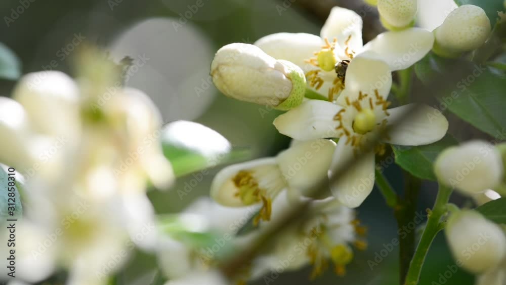 Pomelo flower blooming in garden Prores Pomelo flower blooming in garden Prores
