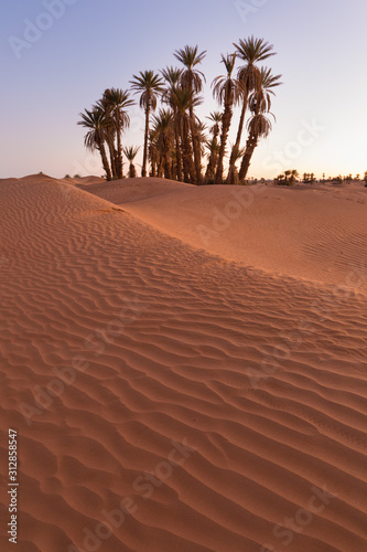 Palms on the Sahara desert  Merzouga  Morocco Colorful sunset in the desert above the oasis with palm trees and sand dunes. Beautiful natural background -African oasis