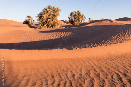 Palms on the Sahara desert, Merzouga, Morocco Colorful sunset in the desert above the oasis with palm trees and sand dunes. Beautiful natural background -African oasis