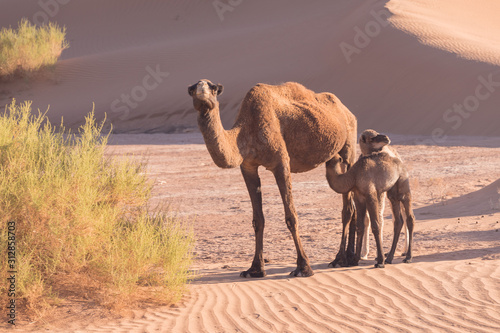 Mother and baby camel in Sahara desert  beautiful wildlife near oasis. Camels walking in the Morocco. Brown female trampler with white cub. One-humped camels. Picturesque sunny day with blue sky