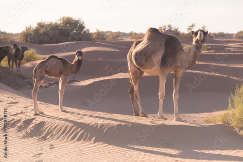 Mother and baby camel in Sahara desert, beautiful wildlife near oasis. Camels walking in the Morocco. Brown female trampler with white cub. One-humped camels. Picturesque sunny day with blue sky photo