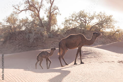 Mother and baby camel in Sahara desert, beautiful wildlife near oasis. Camels walking in the Morocco. Brown female trampler with white cub. One-humped camels. Picturesque sunny day with blue sky © Michal