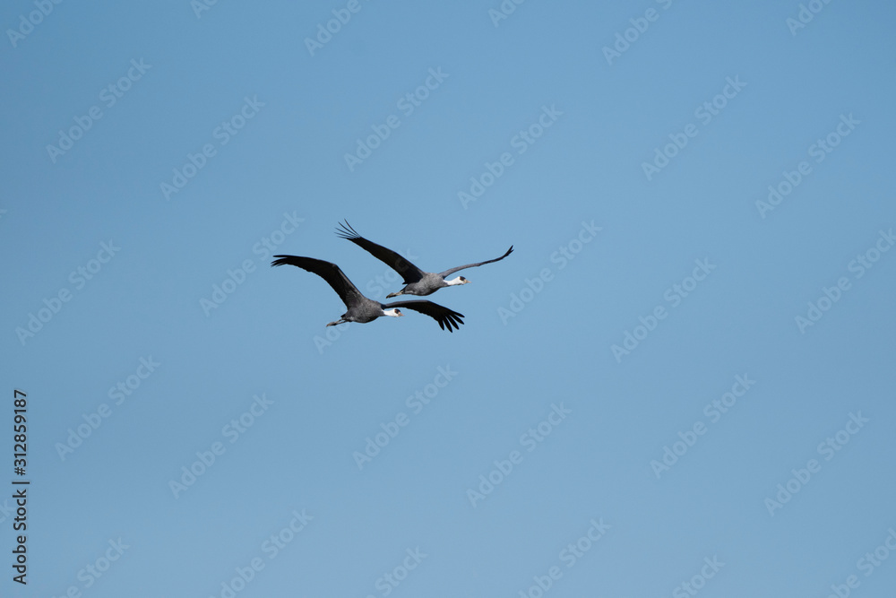 Obraz premium Pair of hooded cranes flying in Izumi city, Kagoshima prefecture, Japan