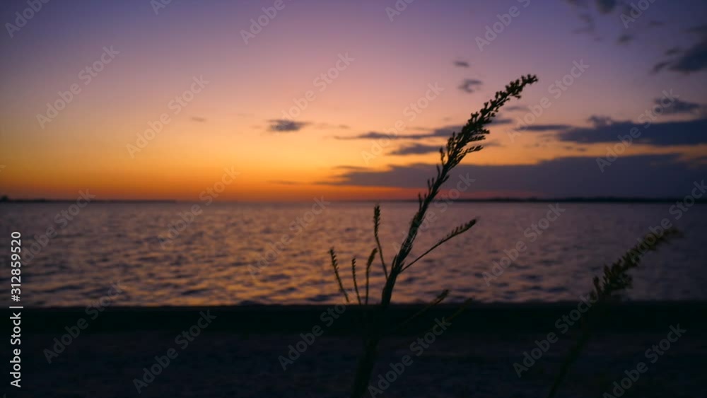 Brilliant evening color fill the skies over the ocean while beautiful sillouhettes of grass flutter in the foreground Brilliant evening color fill the skies over the ocean while beautiful sillouhettes of grass flutter in the foreground