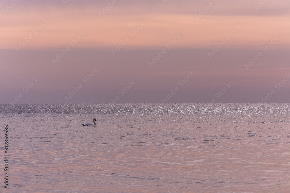 Swan in the Sunrise