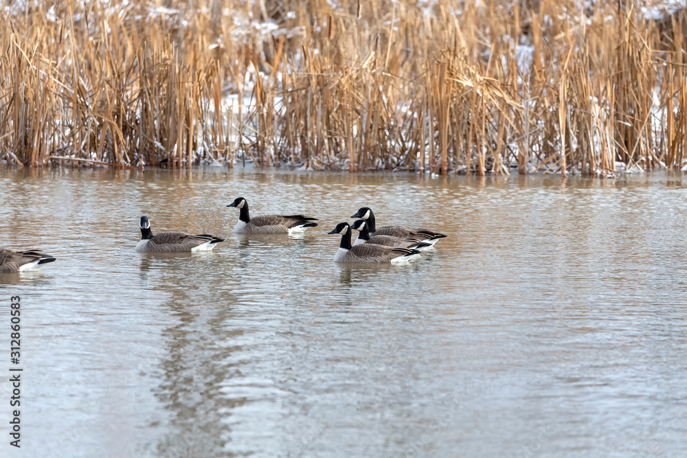 Goose. Canadian geese on the river in winter time. Goose. Canadian geese on the river in winter time.