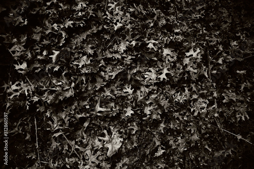 black and white fall leaves 