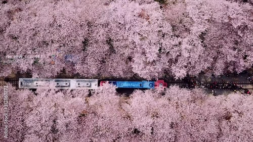 Top view Video at jinhae cherry blossom,Busan City,South Korea photo