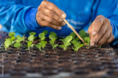 Agriculturist put the young of tobacco tree in black plastic.seedling tray photo