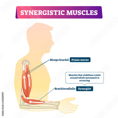 Synergistic muscles vector illustration. Labeled arm action support scheme.