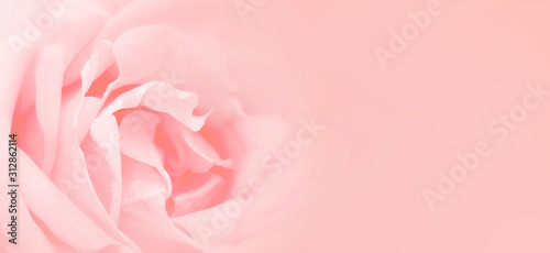 Softness pink rose background. Background with space for text writing. © Alano Design