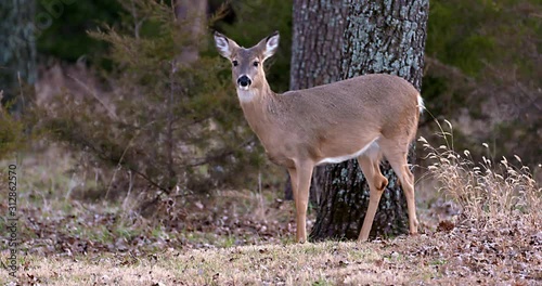 deer frightens other deer photo