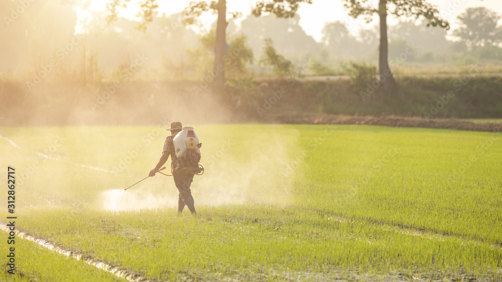 Asian farmer with machine and spraying chemical or fertilizer to young green rice field Asian farmer with machine and spraying chemical or fertilizer to young green rice field