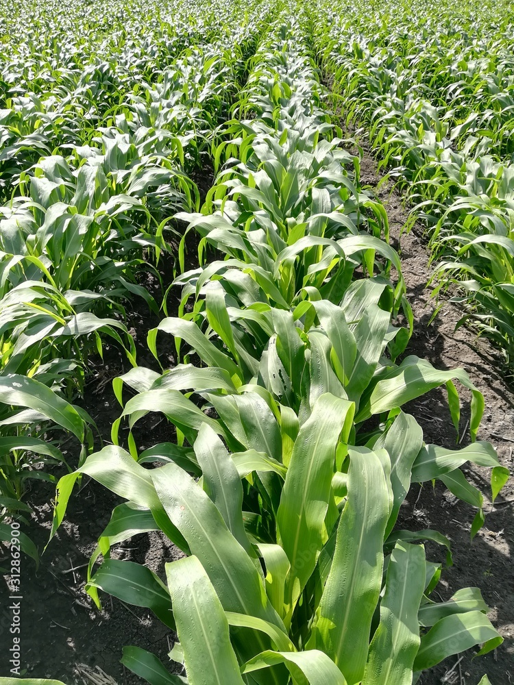 Obraz premium field of corn